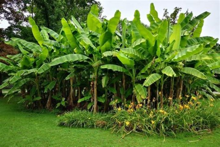 How tall do banana leaf trees get?