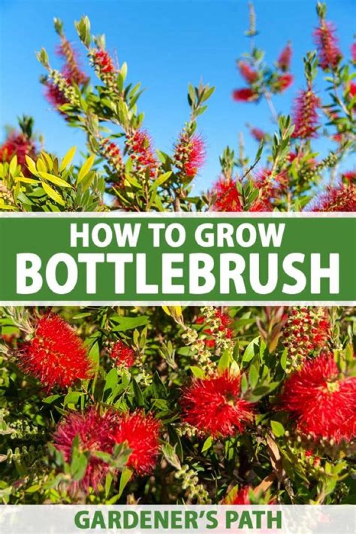 How tall do bottlebrush bushes grow?