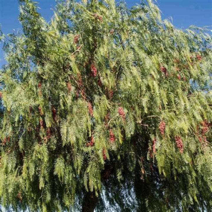 How tall do California pepper trees get?