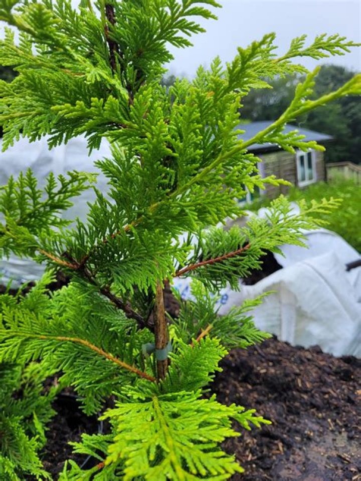 How tall do golden Leylandii grow?