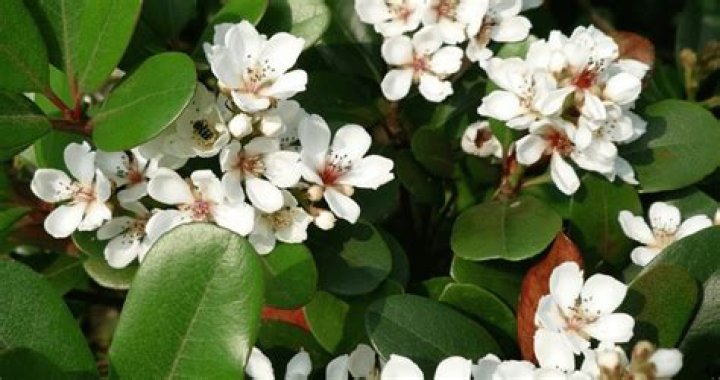 How tall do Indian hawthorn shrubs get?