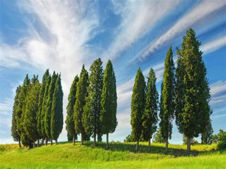 How tall do Italian Cypress trees get?