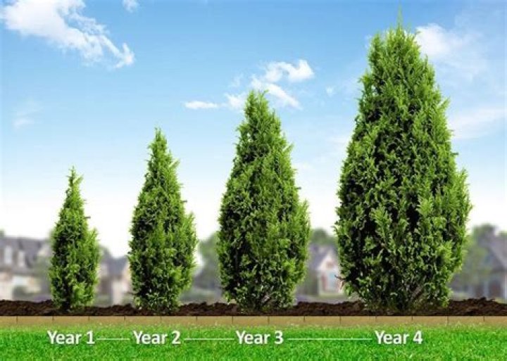 How tall do mop top trees grow?