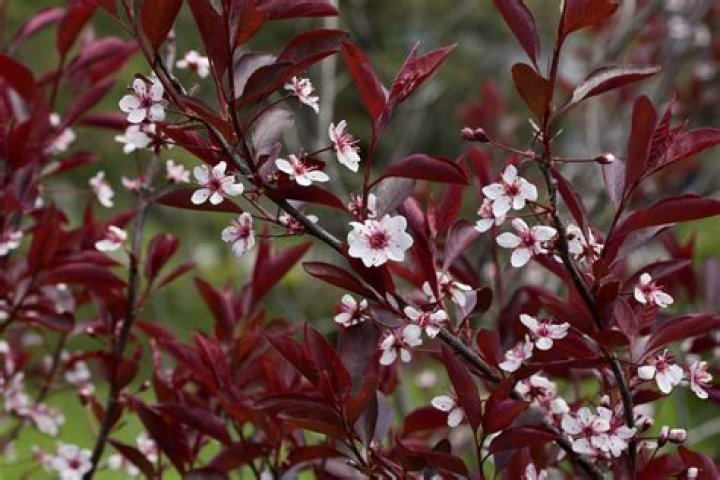 How tall do purple leaf sand cherry trees grow?