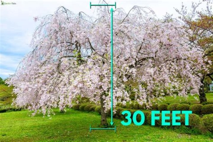 How tall do weeping cherry trees grow?