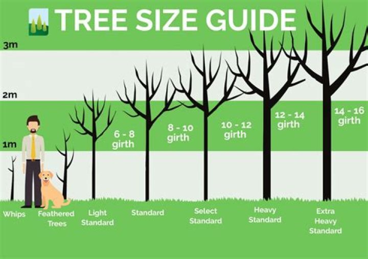 How tall does a 10 year old maple tree get?