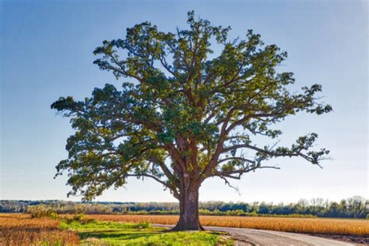 How tall does a burr oak get?