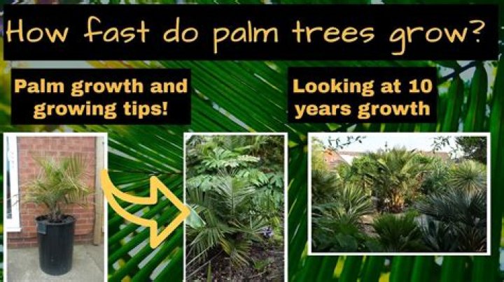 How tall does a fan palm get?