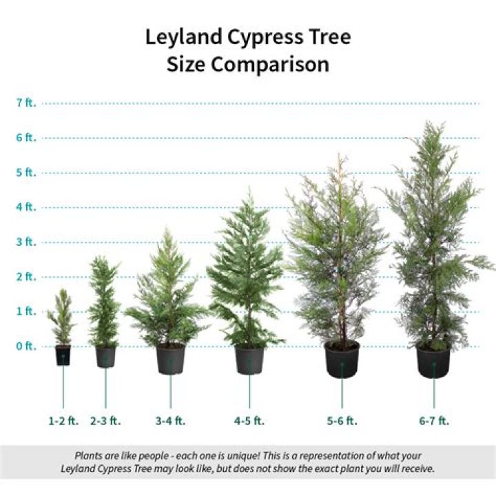 How tall does a leylandii tree grow to be?