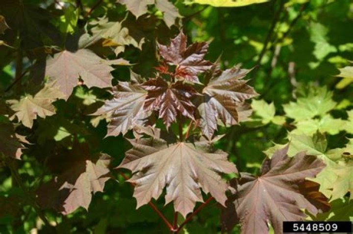 How tall does a Norway maple get?