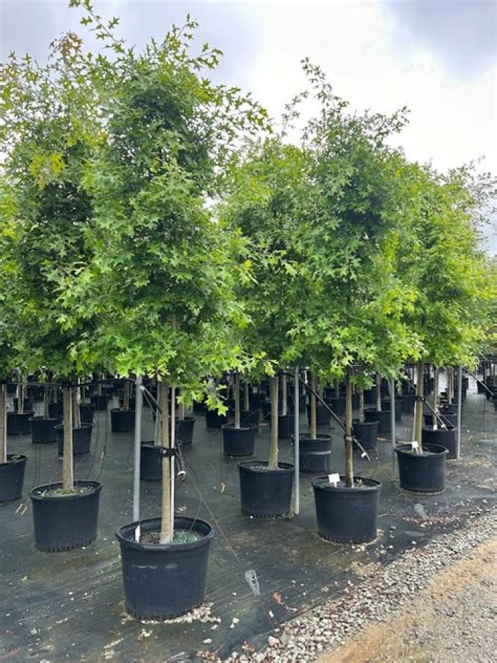 How tall does a pin oak tree grow?
