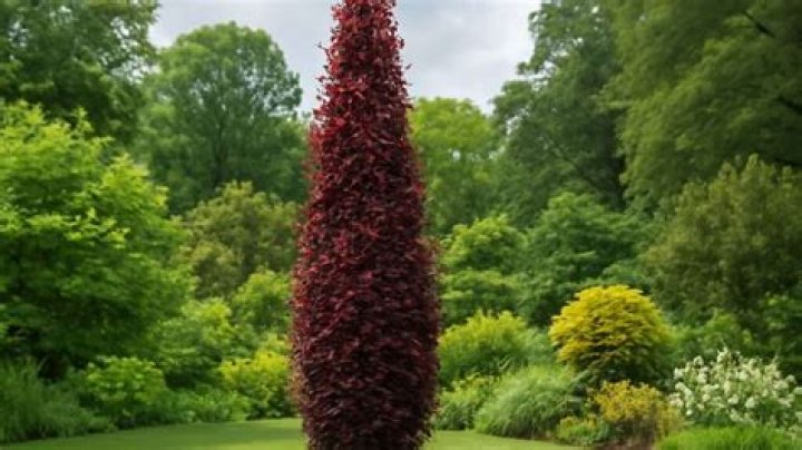 How tall does a red obelisk beech tree get?