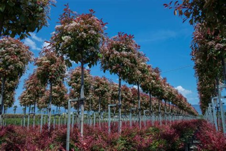 How tall does a Red Robin Photinia get?