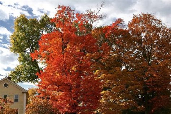 How tall does a red sunset maple tree grow?