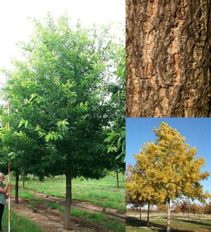 How tall does a sawtooth oak tree get?