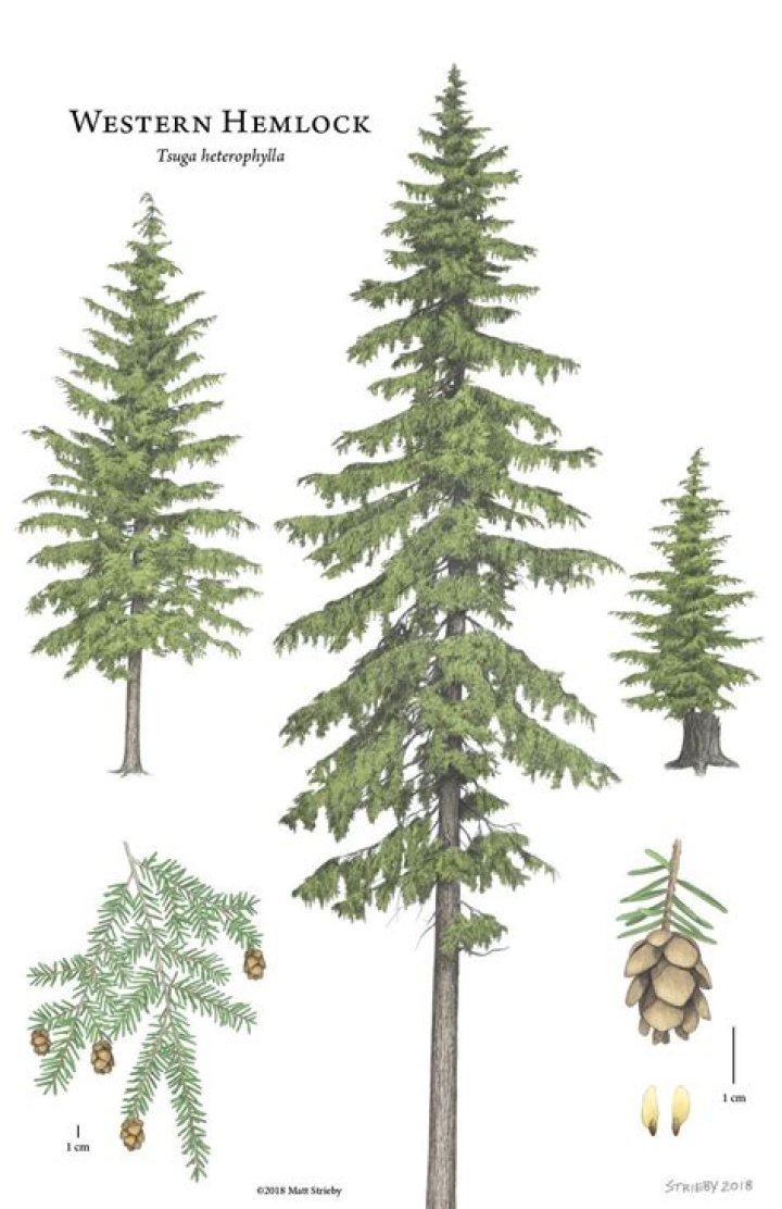 How tall does a western hemlock get?