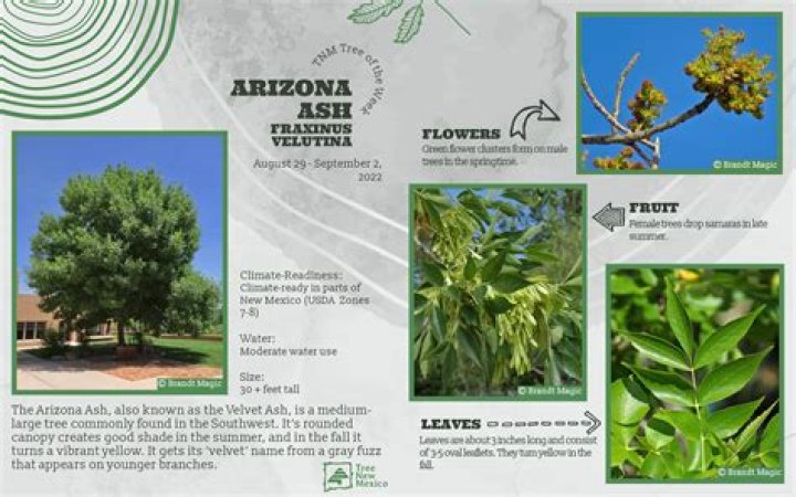 How tall does an ash tree grow in Arizona?