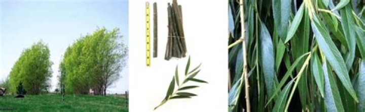 How tall does an Austree willow tree grow?