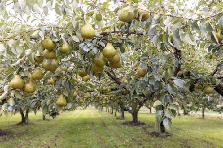 How tall does an ornamental pear grow?