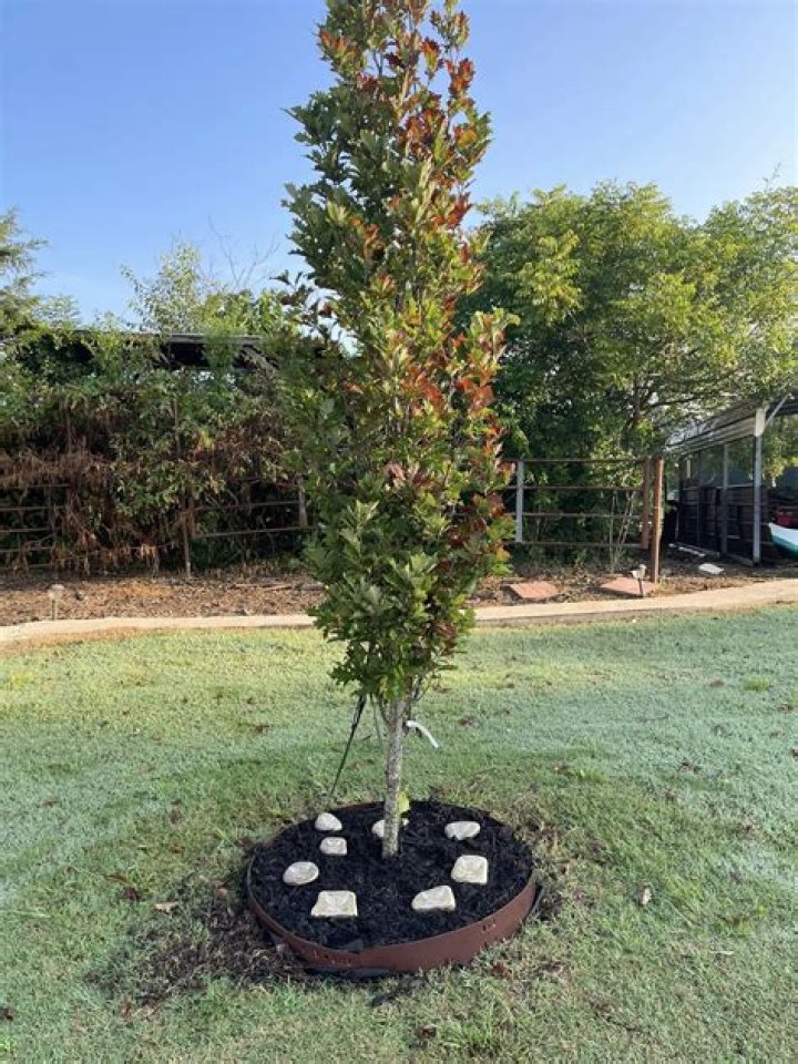 How tall does kindred spirit columnar tree get?