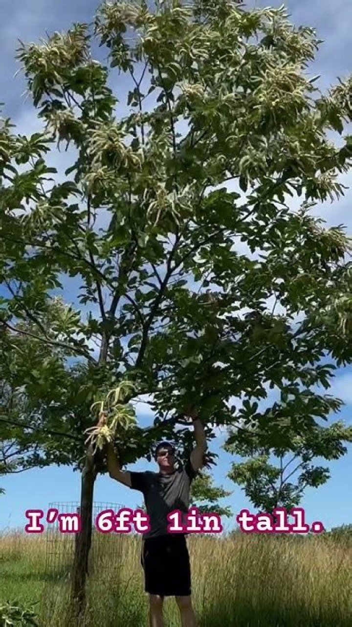 How tall is a 10 year old chestnut tree?