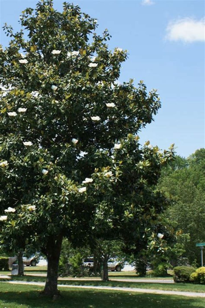 How tall is a 10 year old magnolia tree?