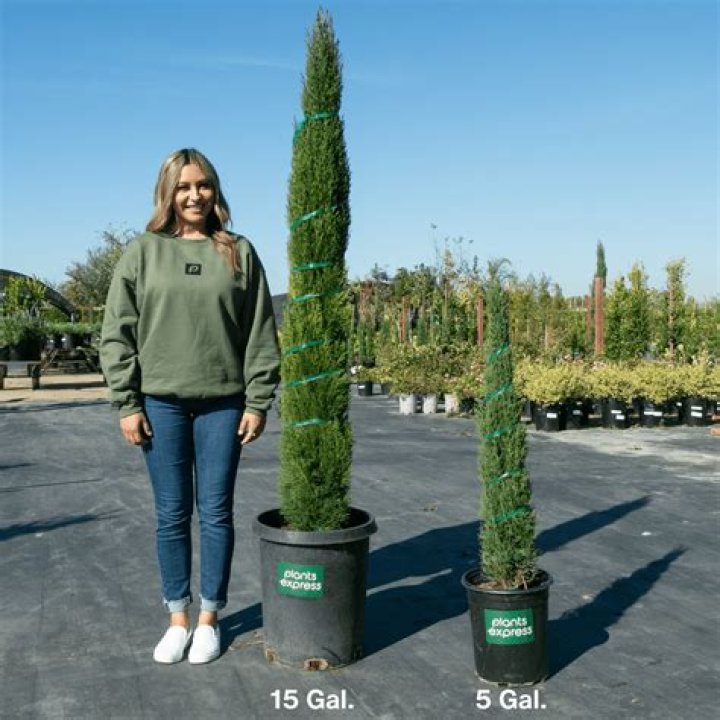 How tall is a 25 gallon Leyland cypress?