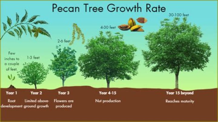 How tall is a mature pecan tree?