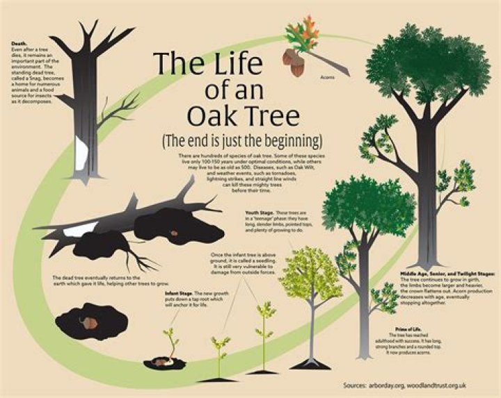 How tall is an oak tree after 10 years?