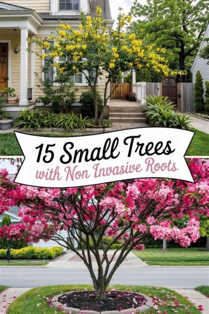 How tall should front yard tree be?