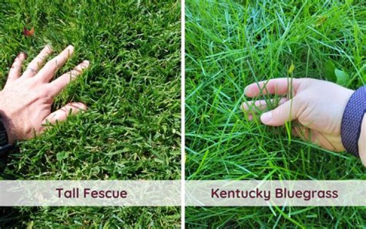 How tall should you keep Tall Fescue?