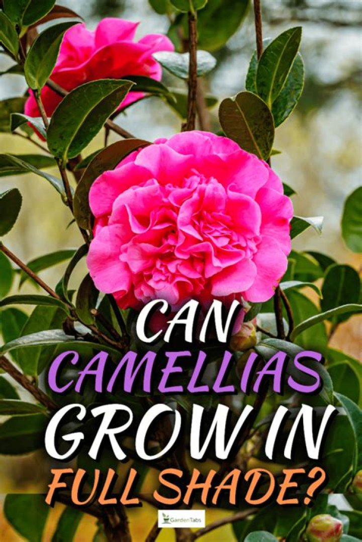 How tall will camellias grow?