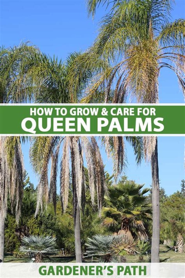 How tall will queen palms grow?
