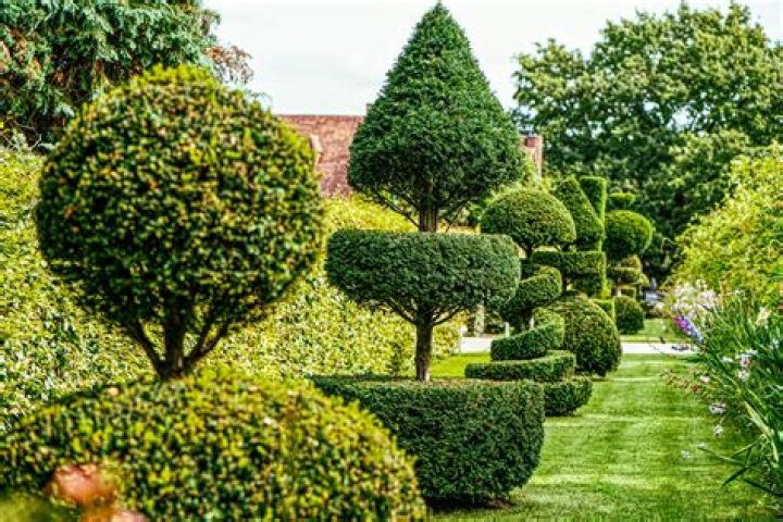 How to buy a topiary tree from Terrace gardener?