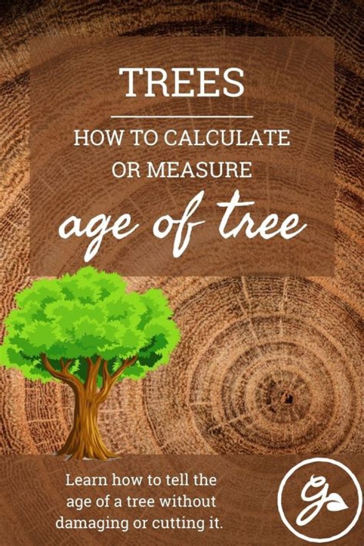 How to calculate the age of a tree?