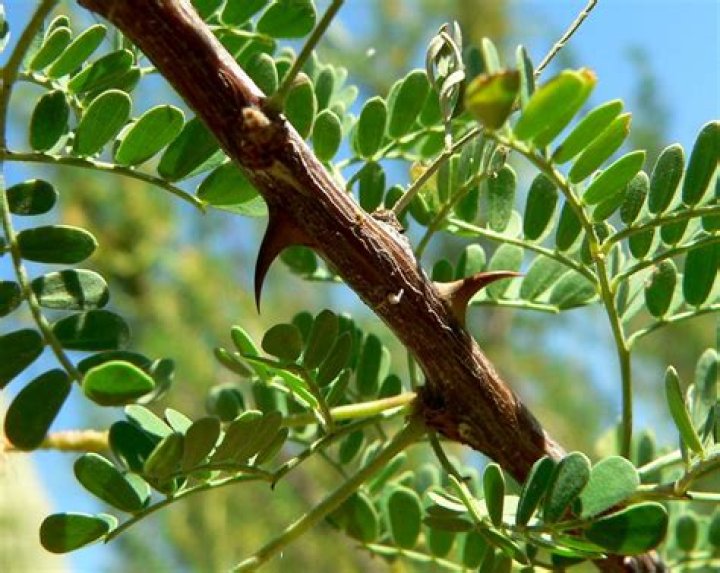 How to care for a catclaw acacia tree?