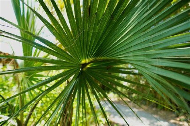 How to care for a palmetto palm tree?