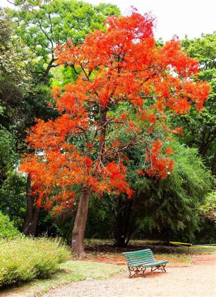 How to care for an Illawarra flame tree?