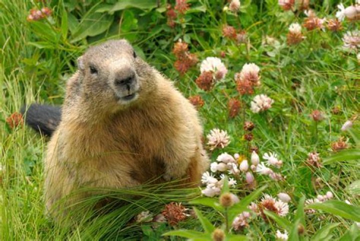 How to get rid of groundhogs without harming them?