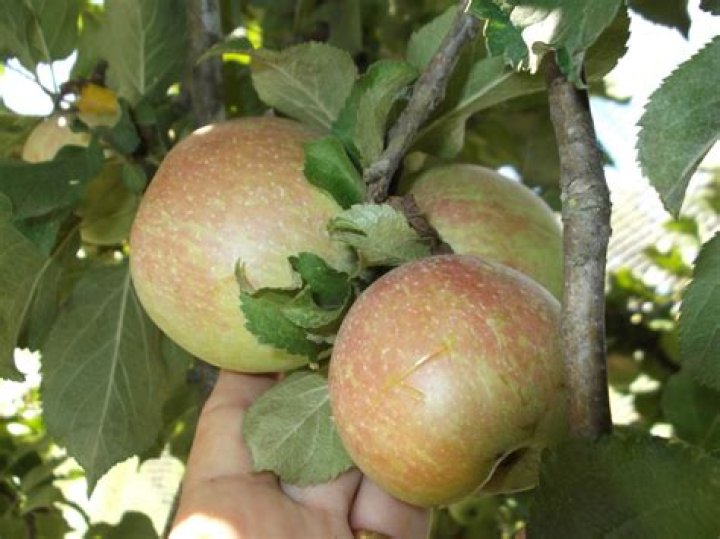 How to give new life to an old apple tree?