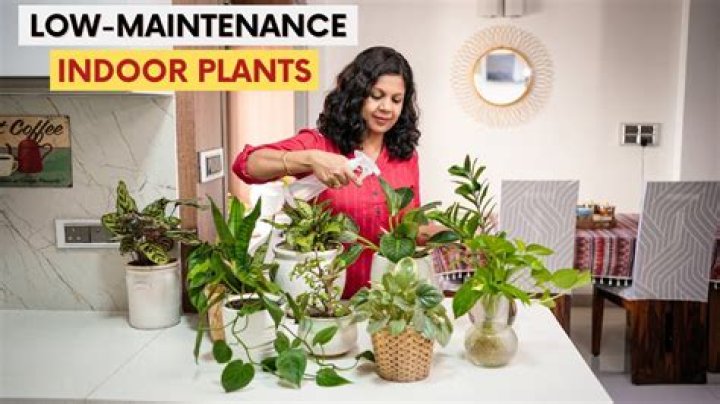 How to identify and care for house plants?