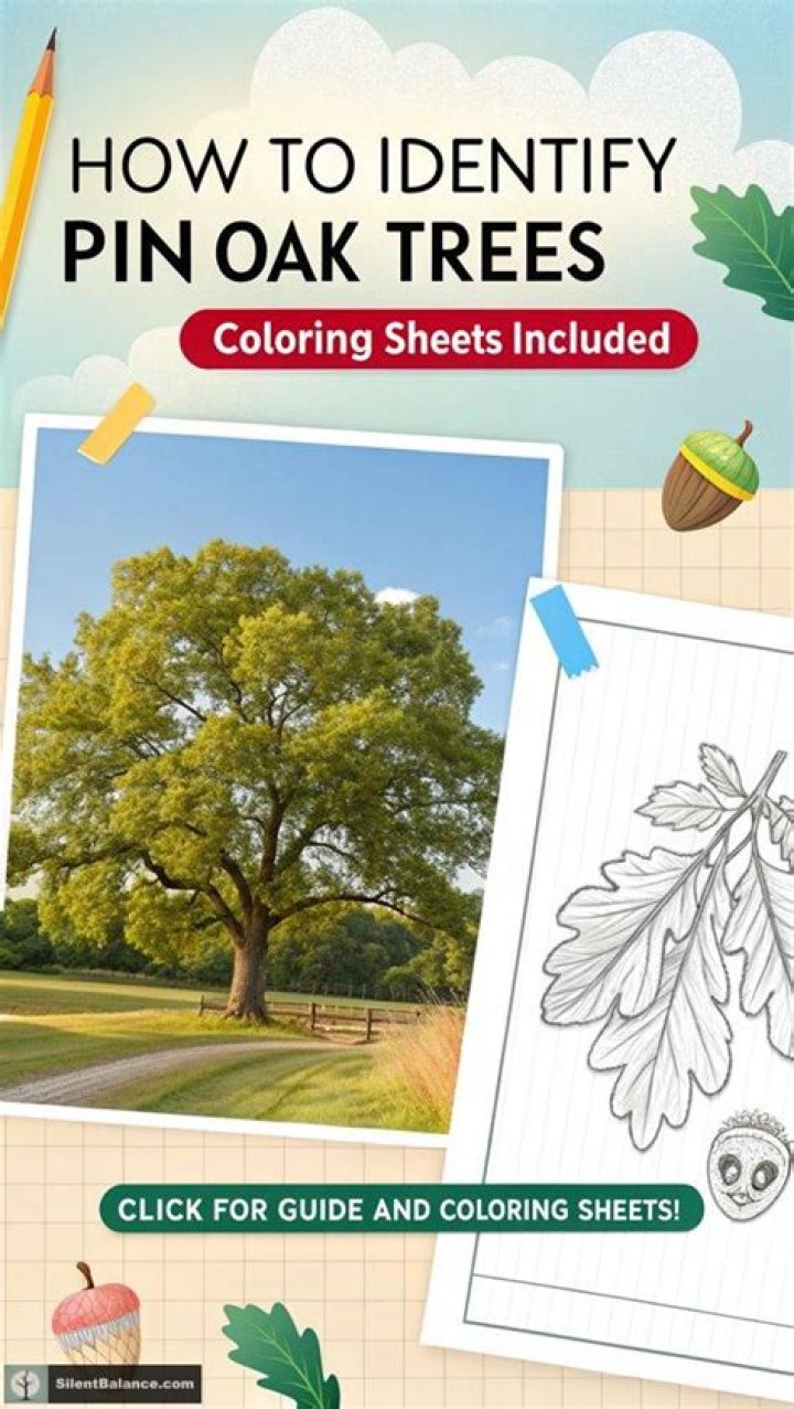 How to identify pin oak tree?