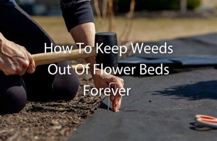 How to keep weeds out of flower beds?