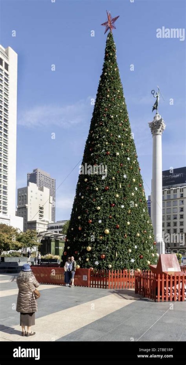 How to transplant a maple tree in San Francisco?