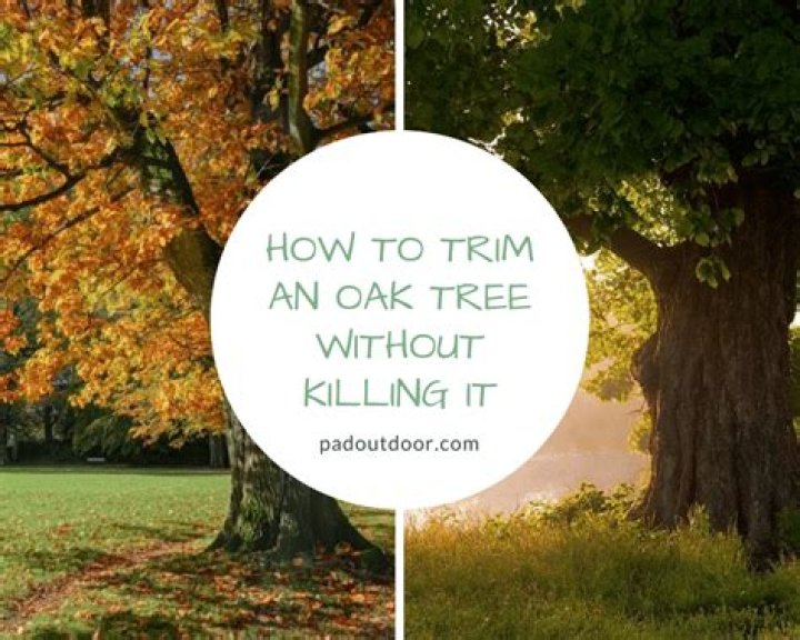 How to trim an oak tree without killing it?