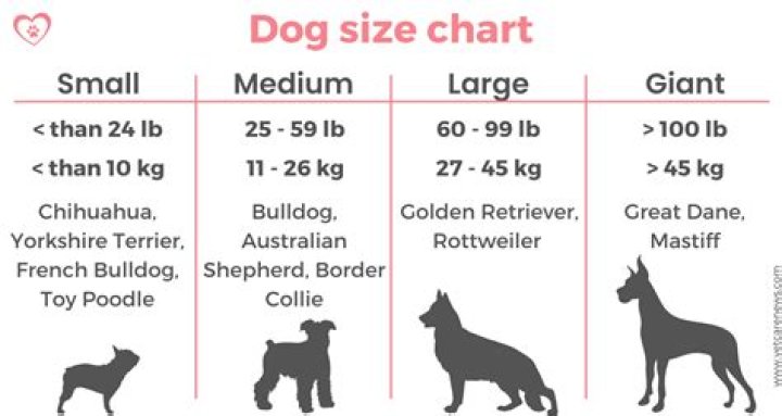 Is a 100 pound dog big?