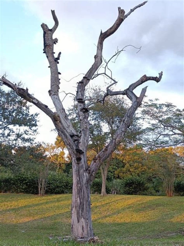 Is a dead tree still a tree?