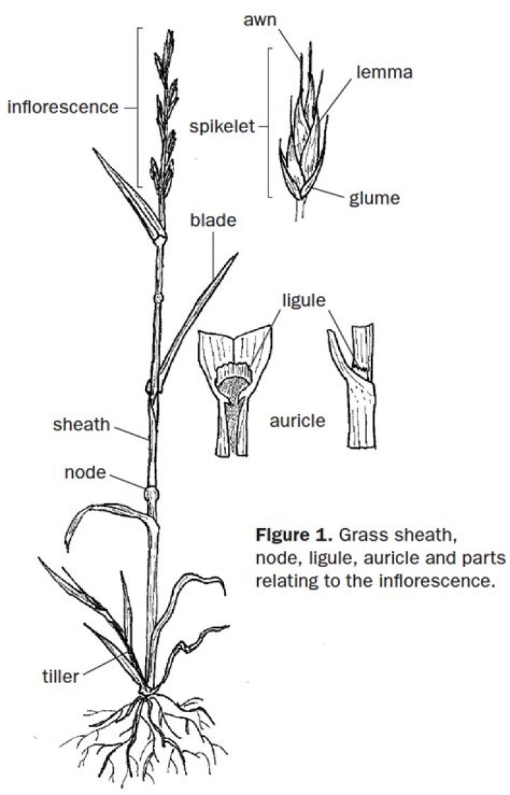 Is a grass plant a producer?