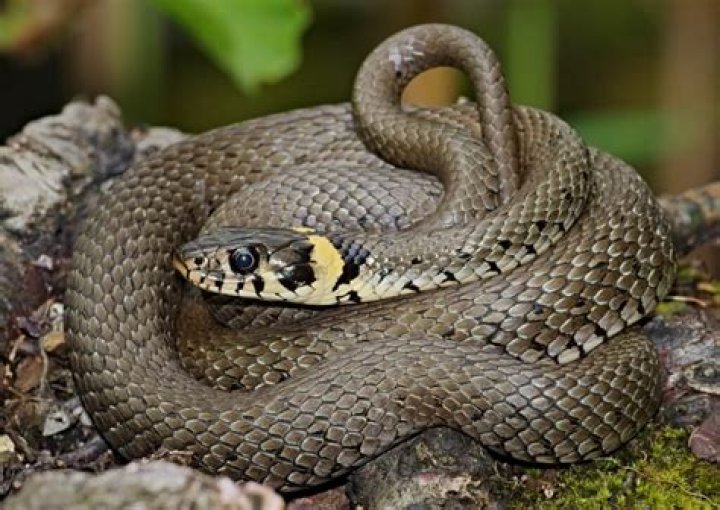 Is a smooth snake the same as a grass snake?