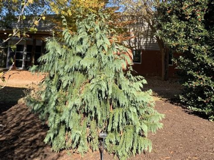 Is a weeping Alaskan cedar fast growing?
